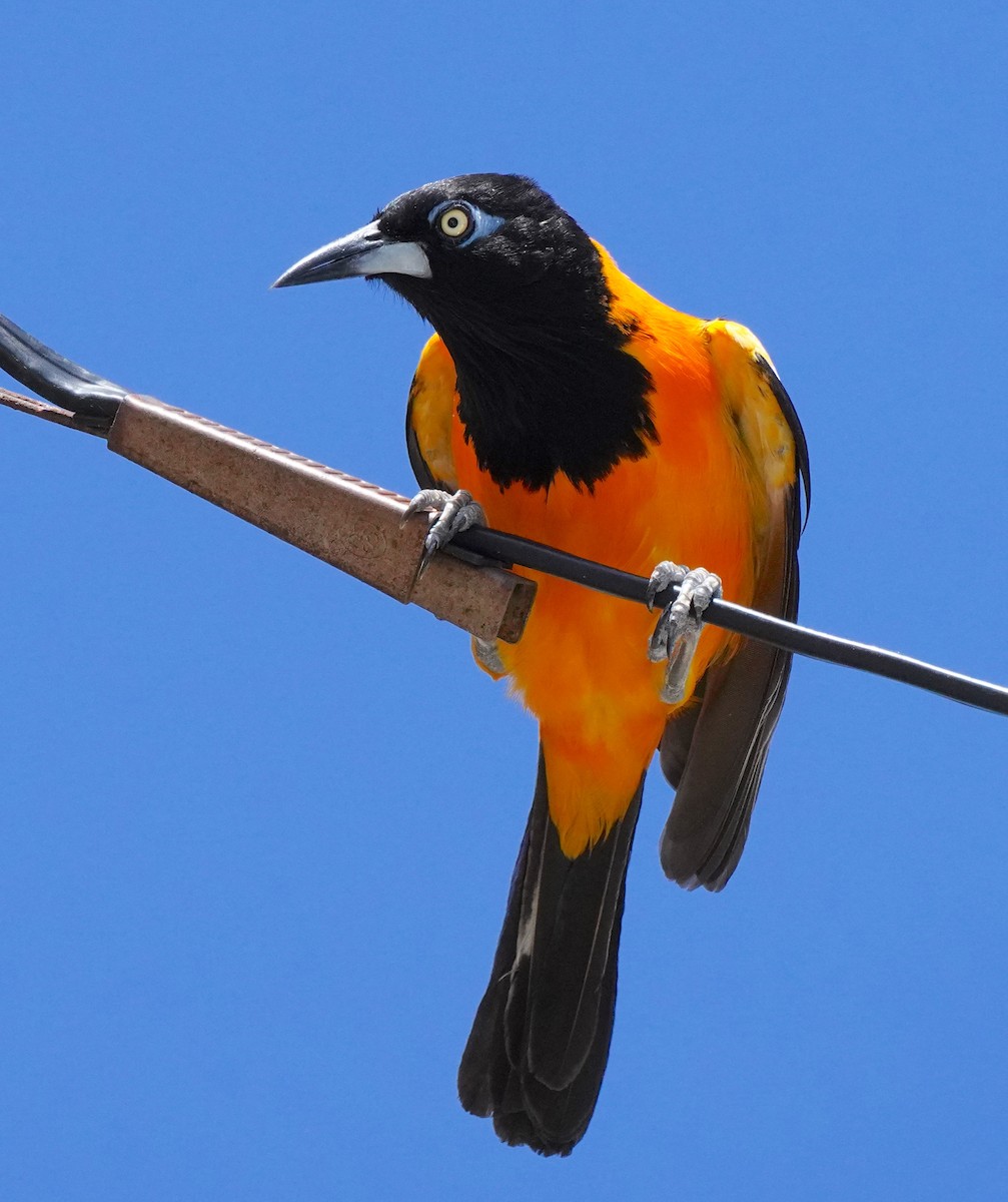 Venezuelan Troupial - ML640500309