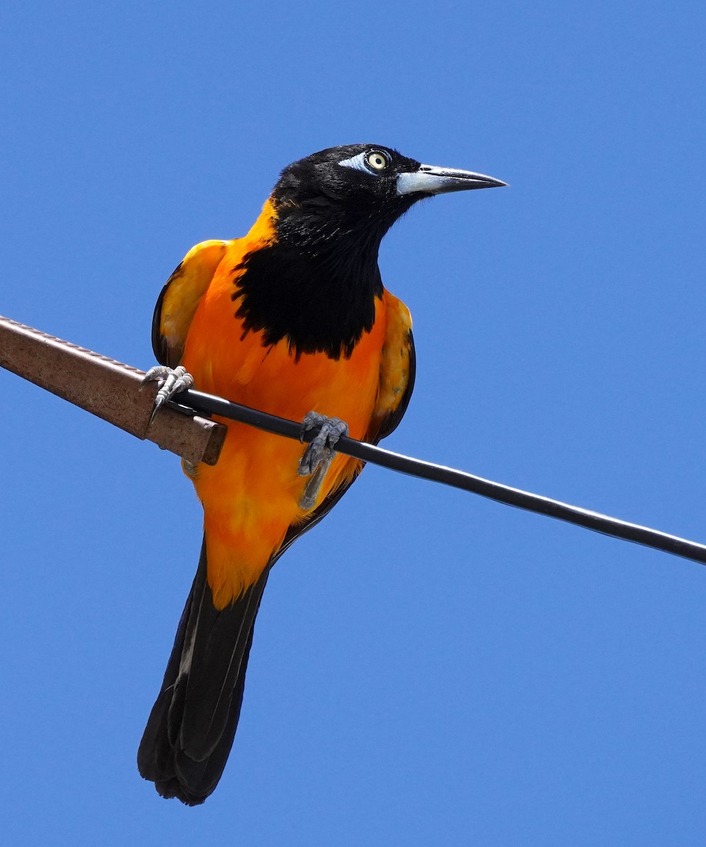 Venezuelan Troupial - ML640500314