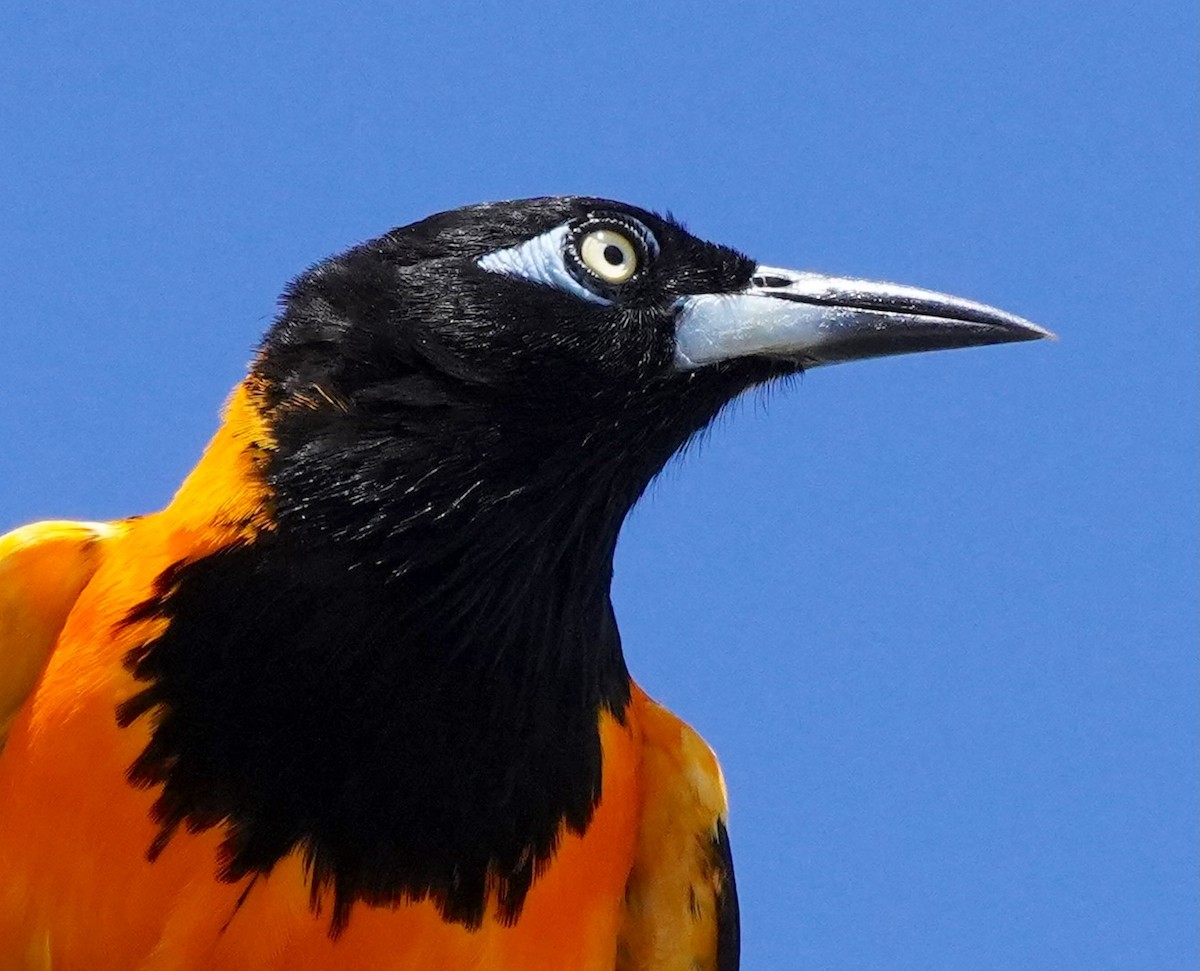 Venezuelan Troupial - ML640500316