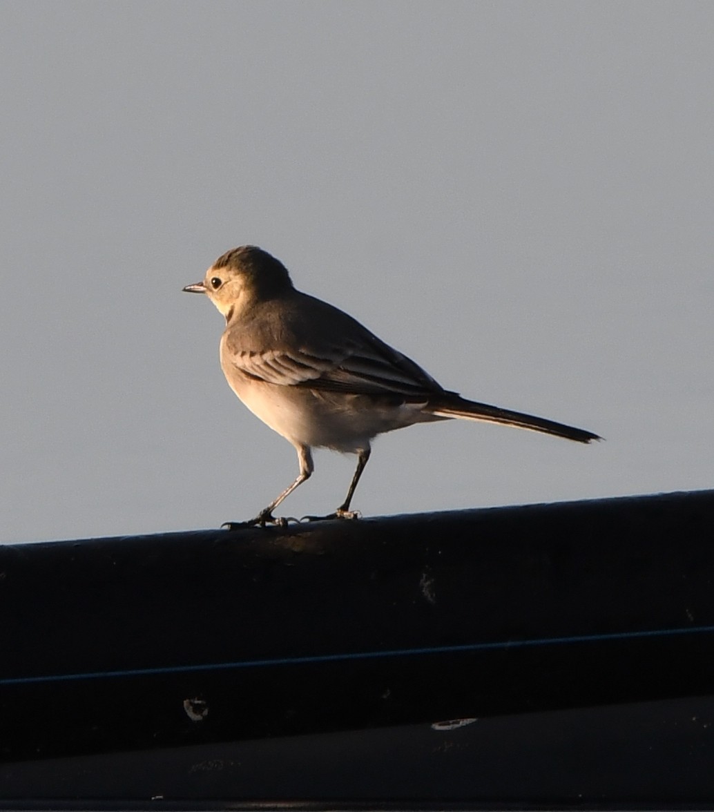 White Wagtail - ML640500347
