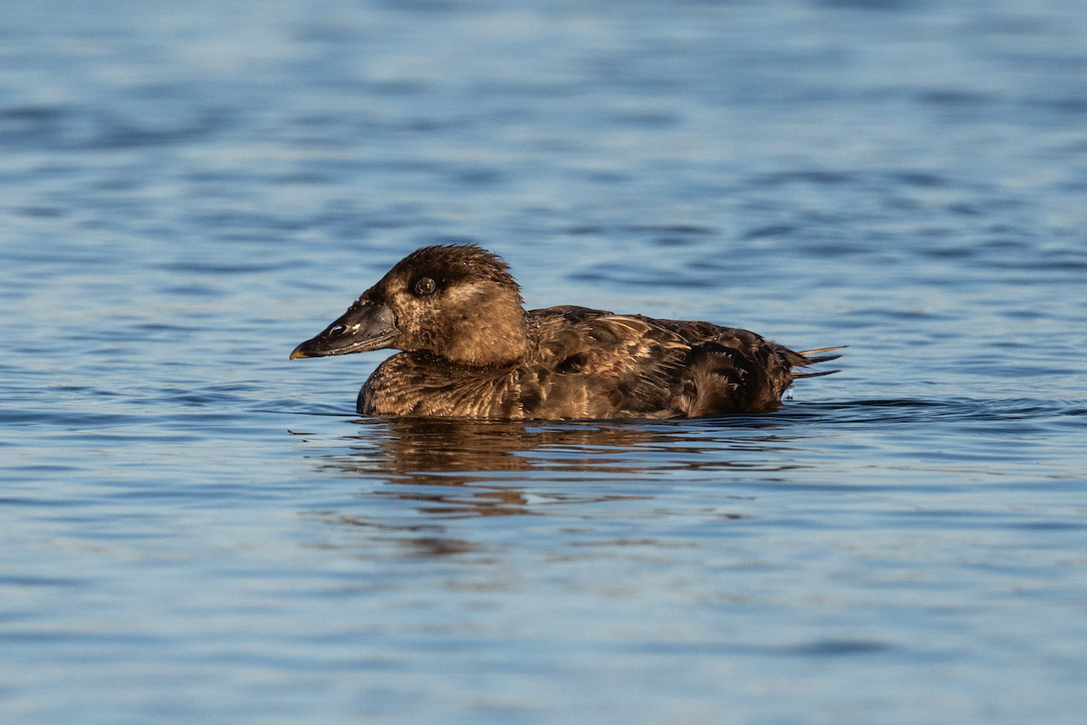 Surf Scoter - ML640500358