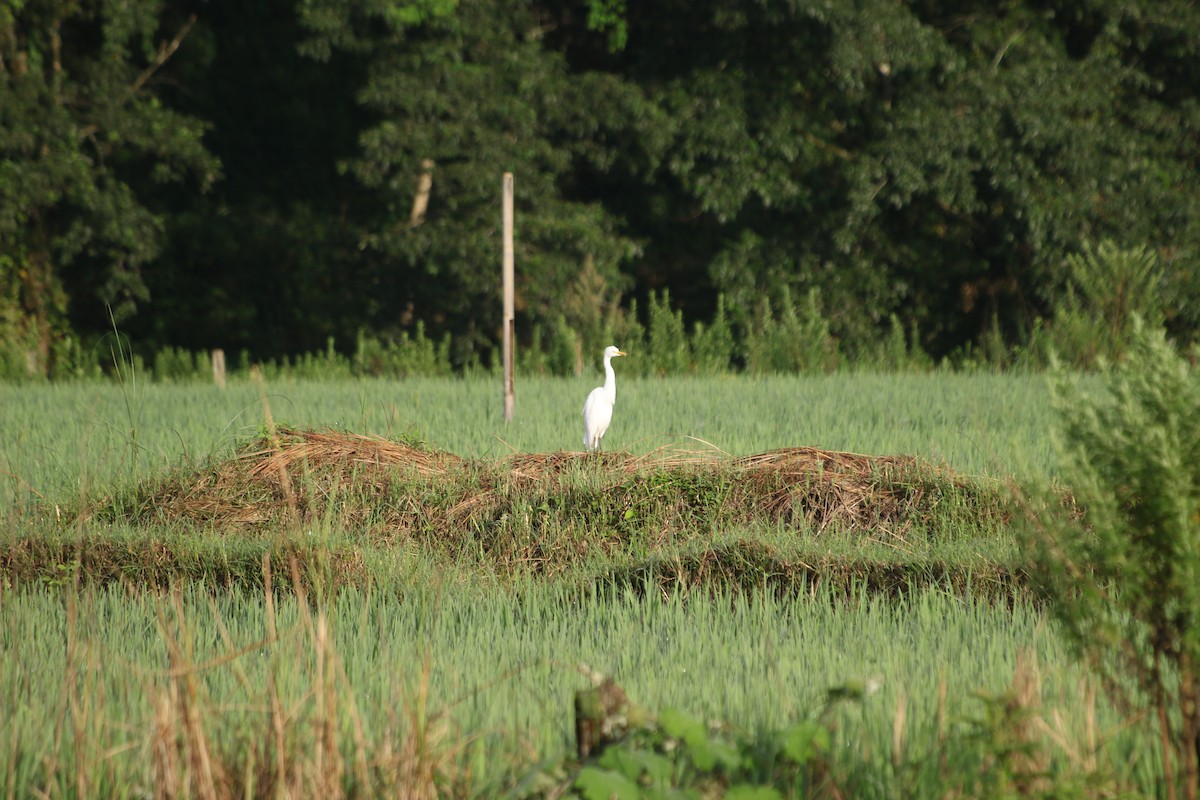 Koromandelkuhreiher - ML640500380
