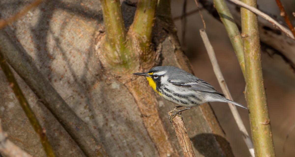 Yellow-throated Warbler - ML640500405