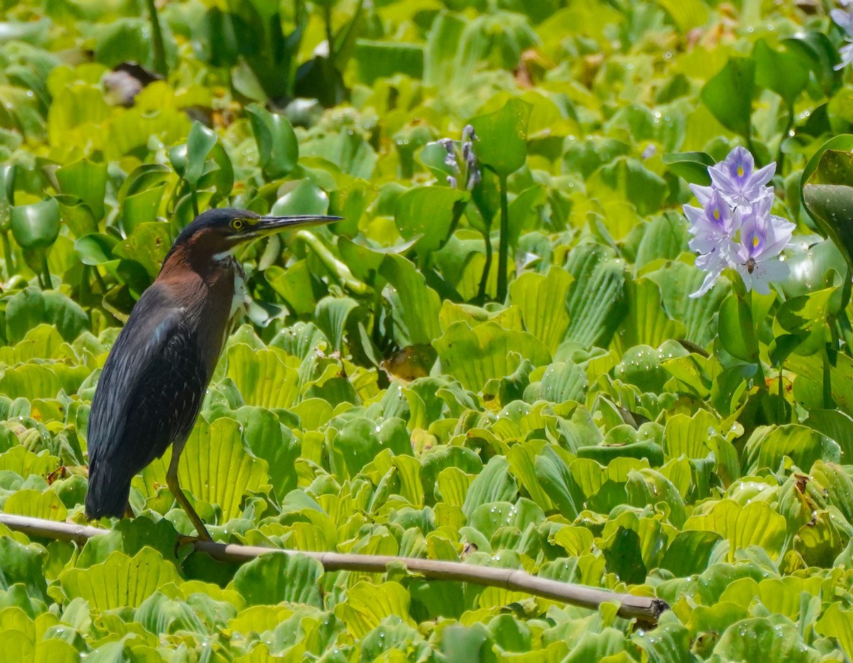 Green Heron - ML640500461