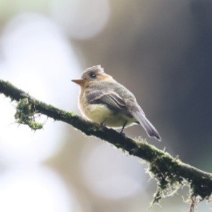 Tufted Flycatcher - ML640500513