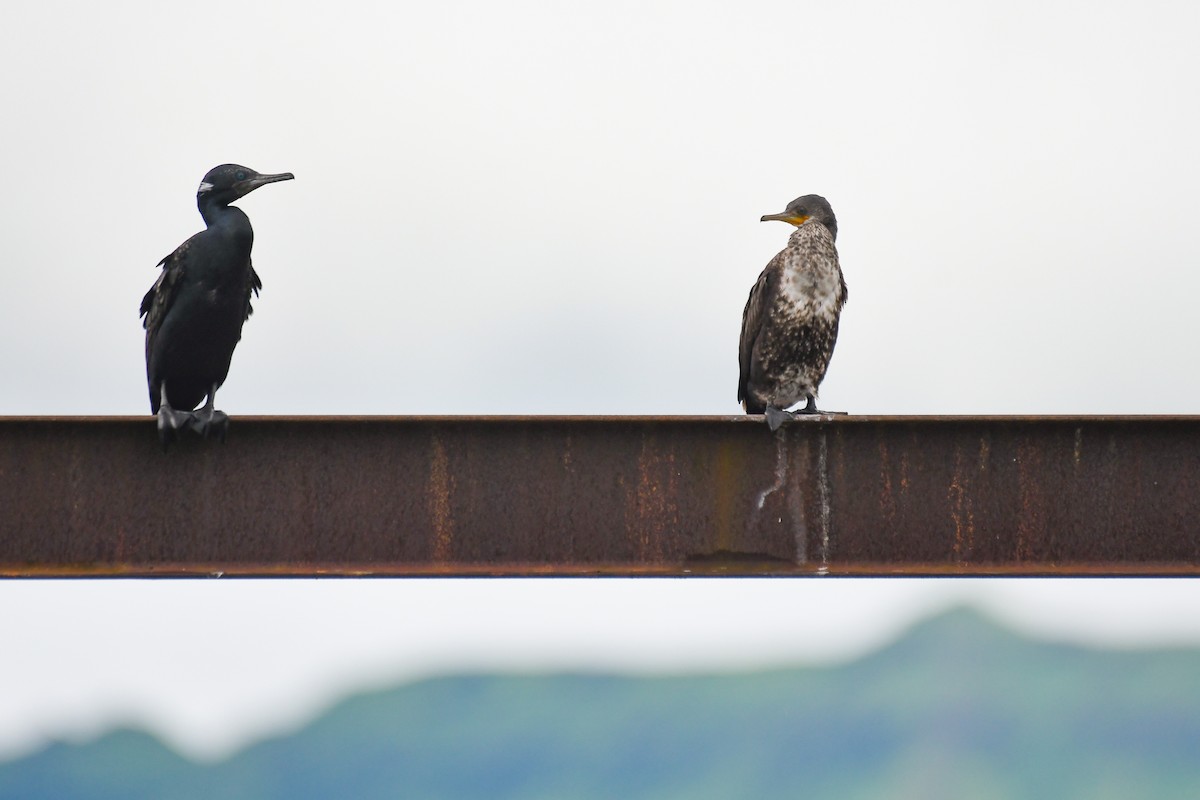 Indian Cormorant - ML640500543