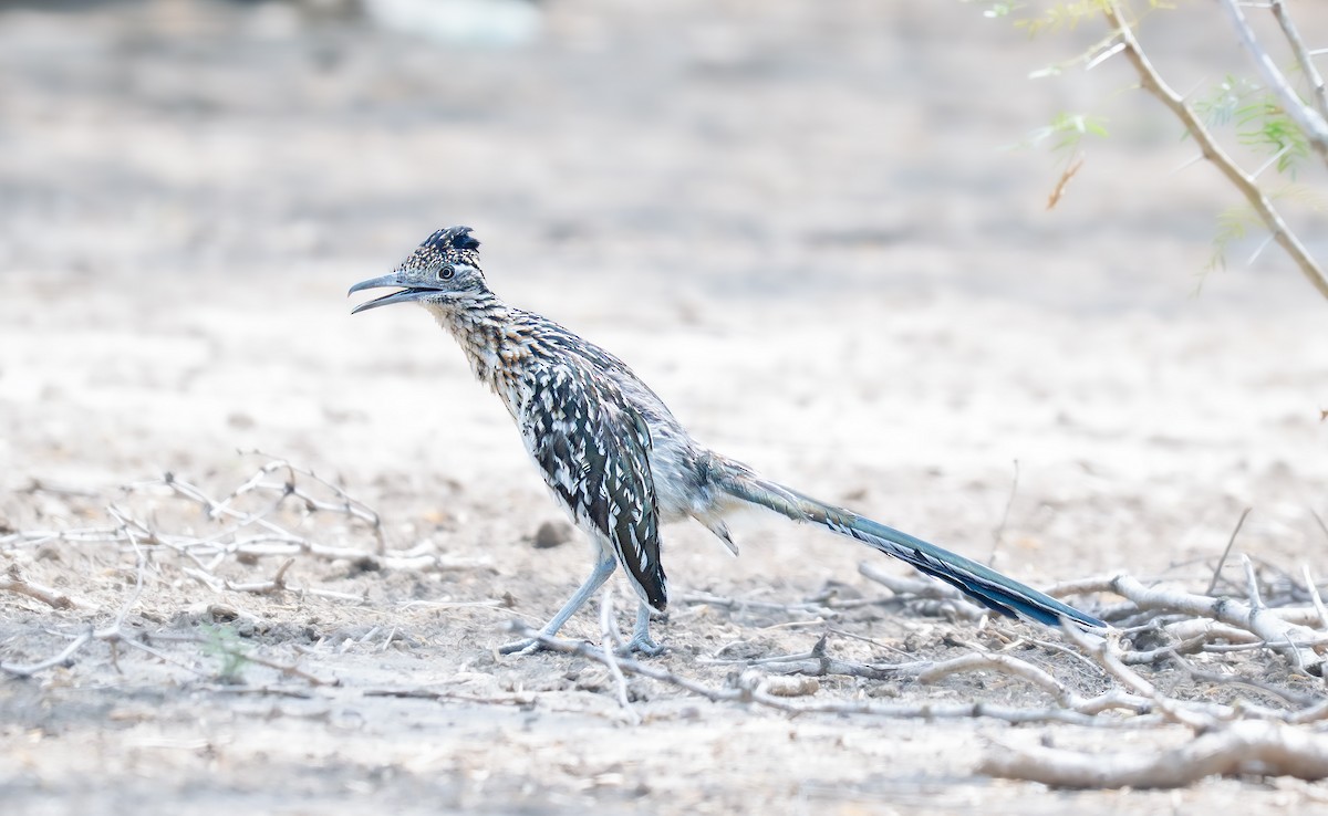 Greater Roadrunner - ML640500658