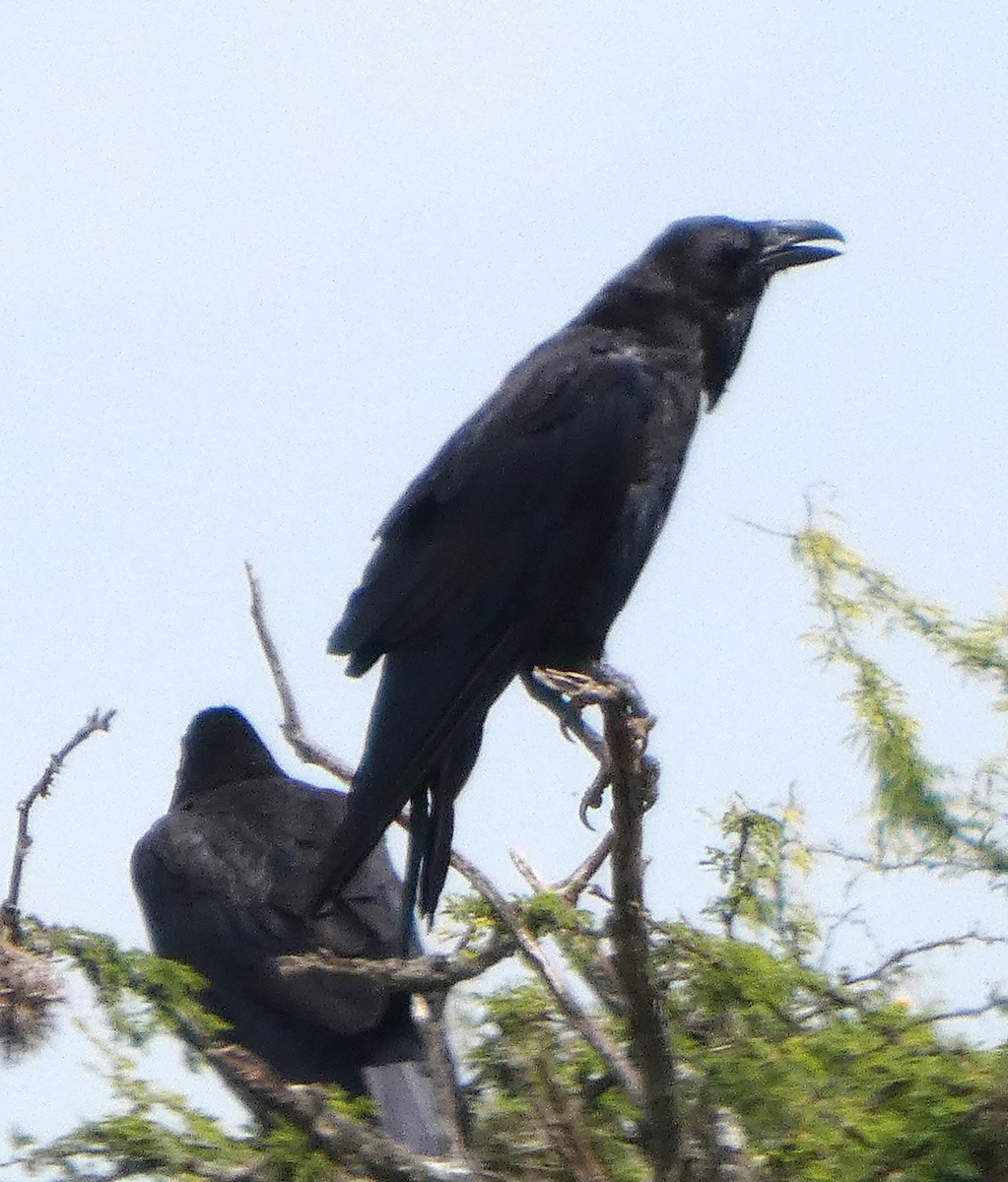 kaktusravn - ML640500679
