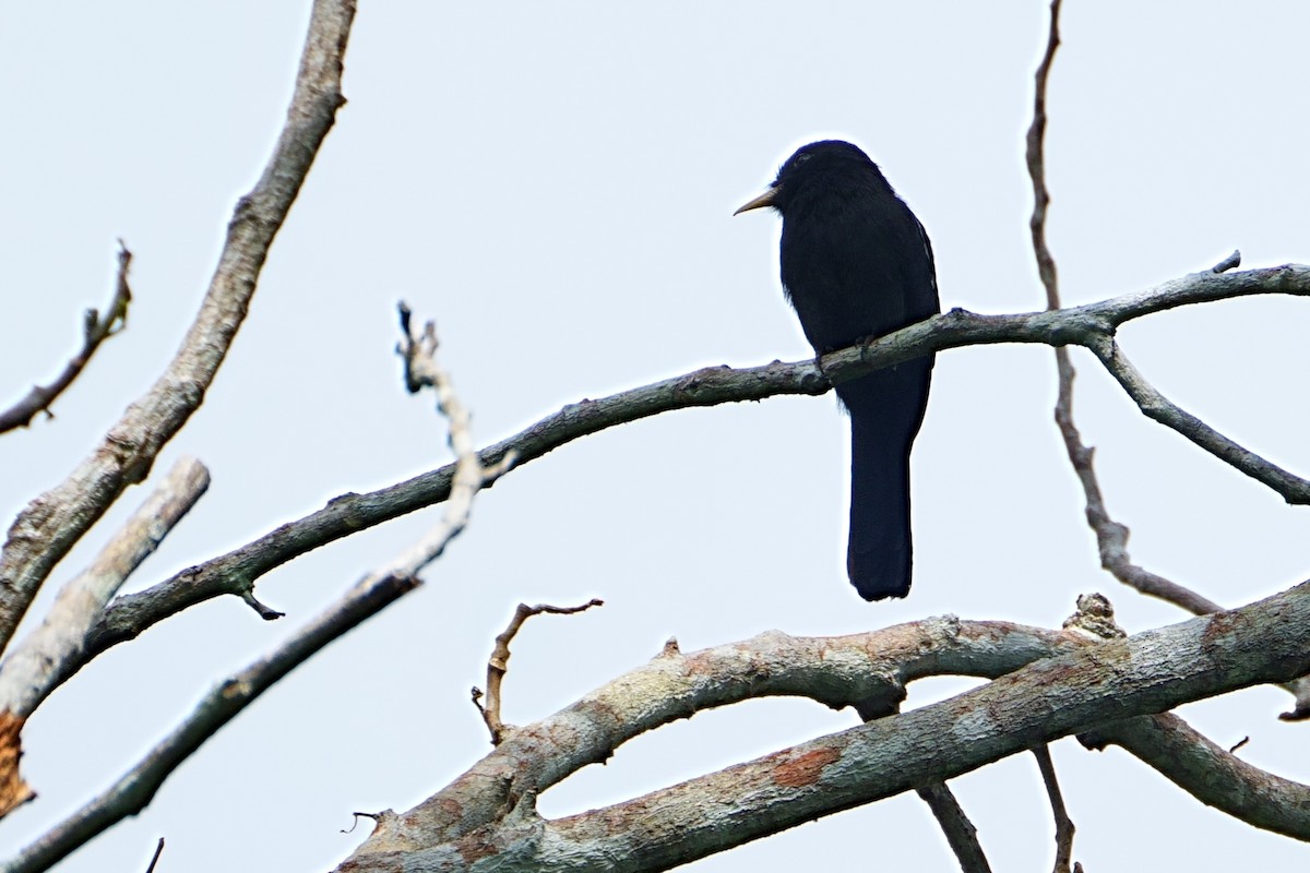 Yellow-billed Nunbird - ML640500775