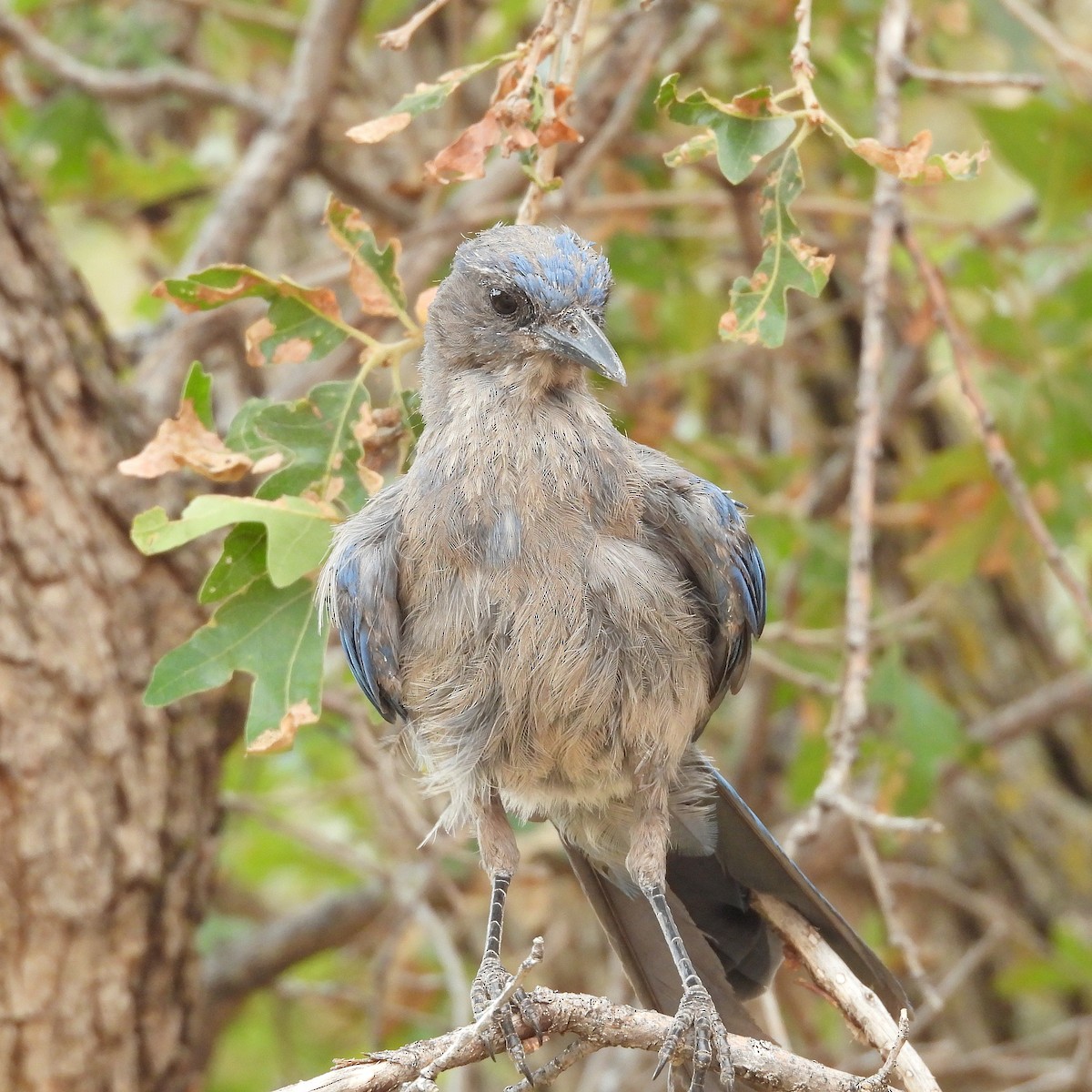 Woodhouse's Scrub-Jay - ML640500793