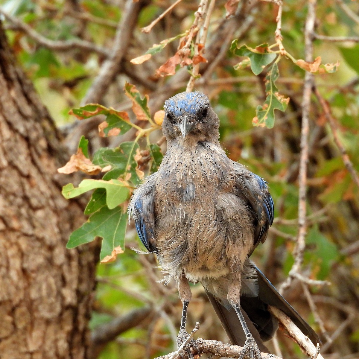 Woodhouse's Scrub-Jay - ML640500794