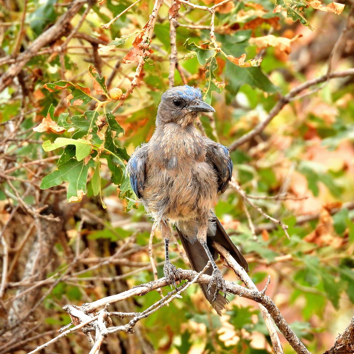 Woodhouse's Scrub-Jay - ML640500795