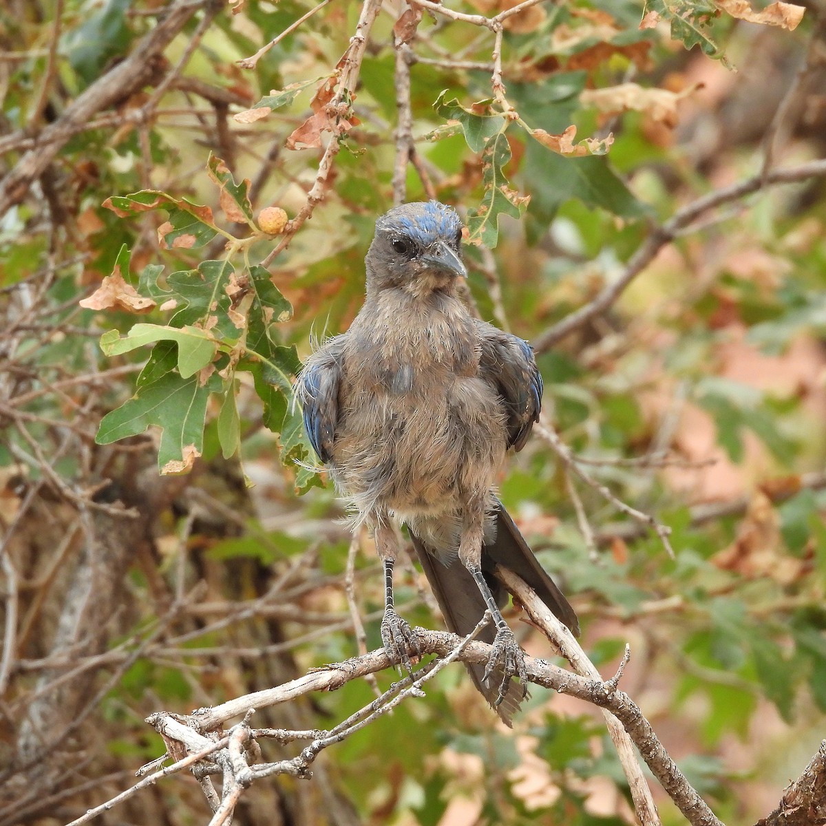Woodhouse's Scrub-Jay - ML640500801