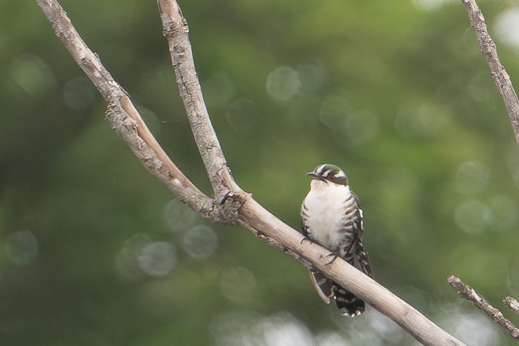Dideric Cuckoo - ML640500943