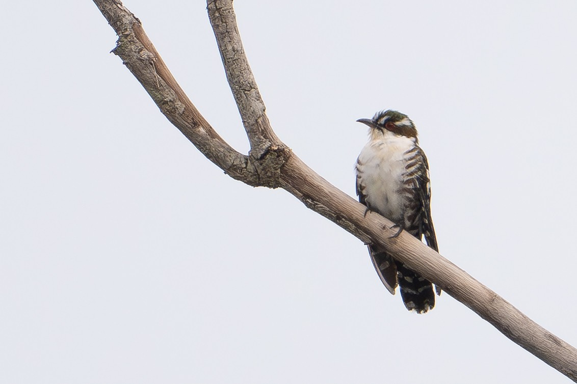 Dideric Cuckoo - ML640500944