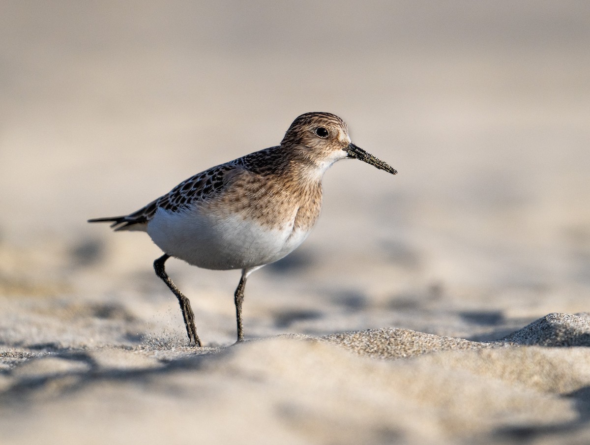 Baird's Sandpiper - ML640501001