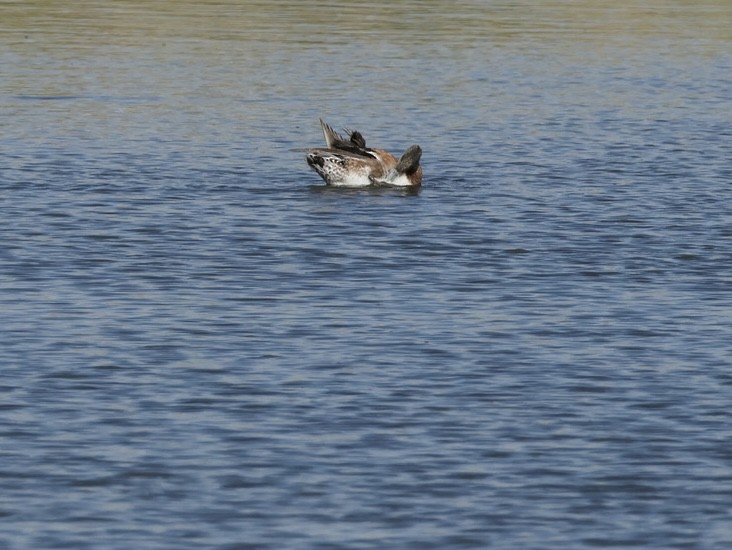 American Wigeon - ML640501011