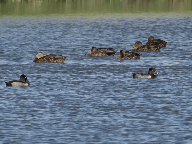 Ring-necked Duck - ML640501031