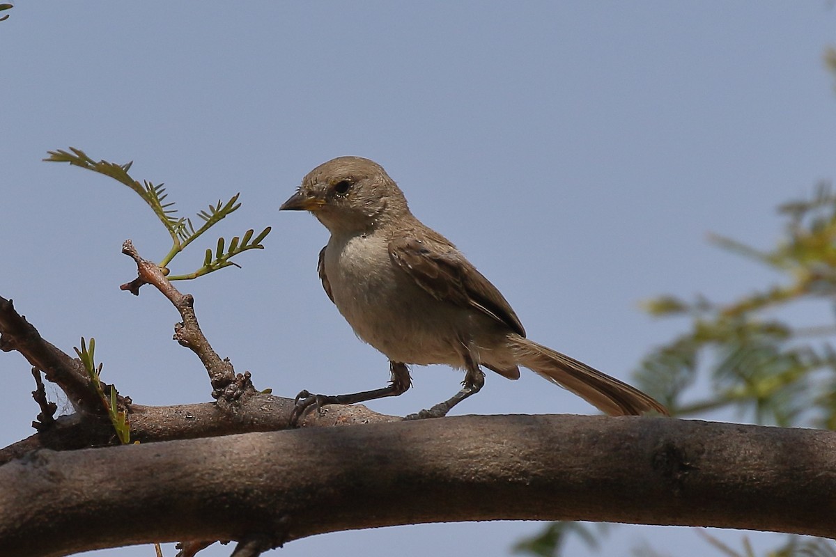 Verdin - ML640501054
