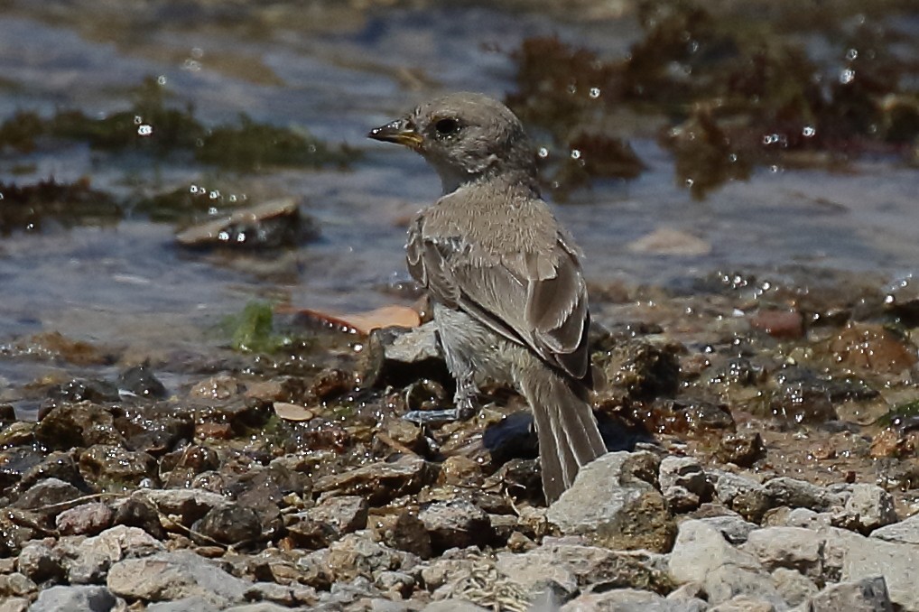 Verdin - ML640501055