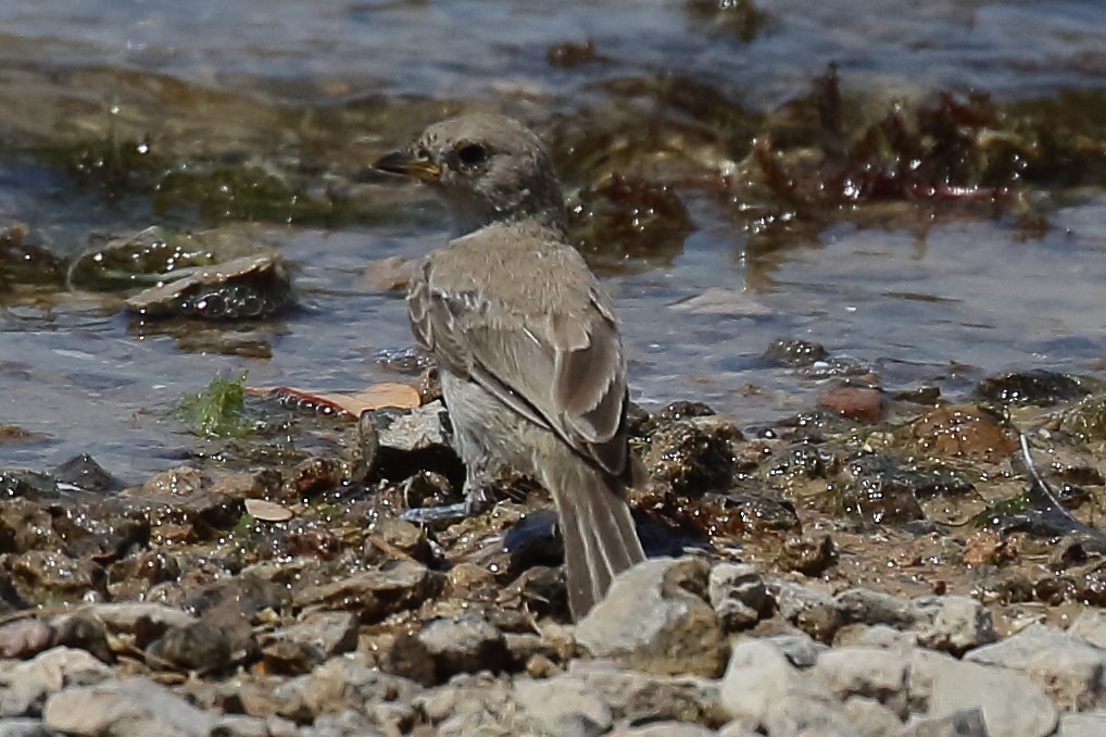 Verdin - ML640501056