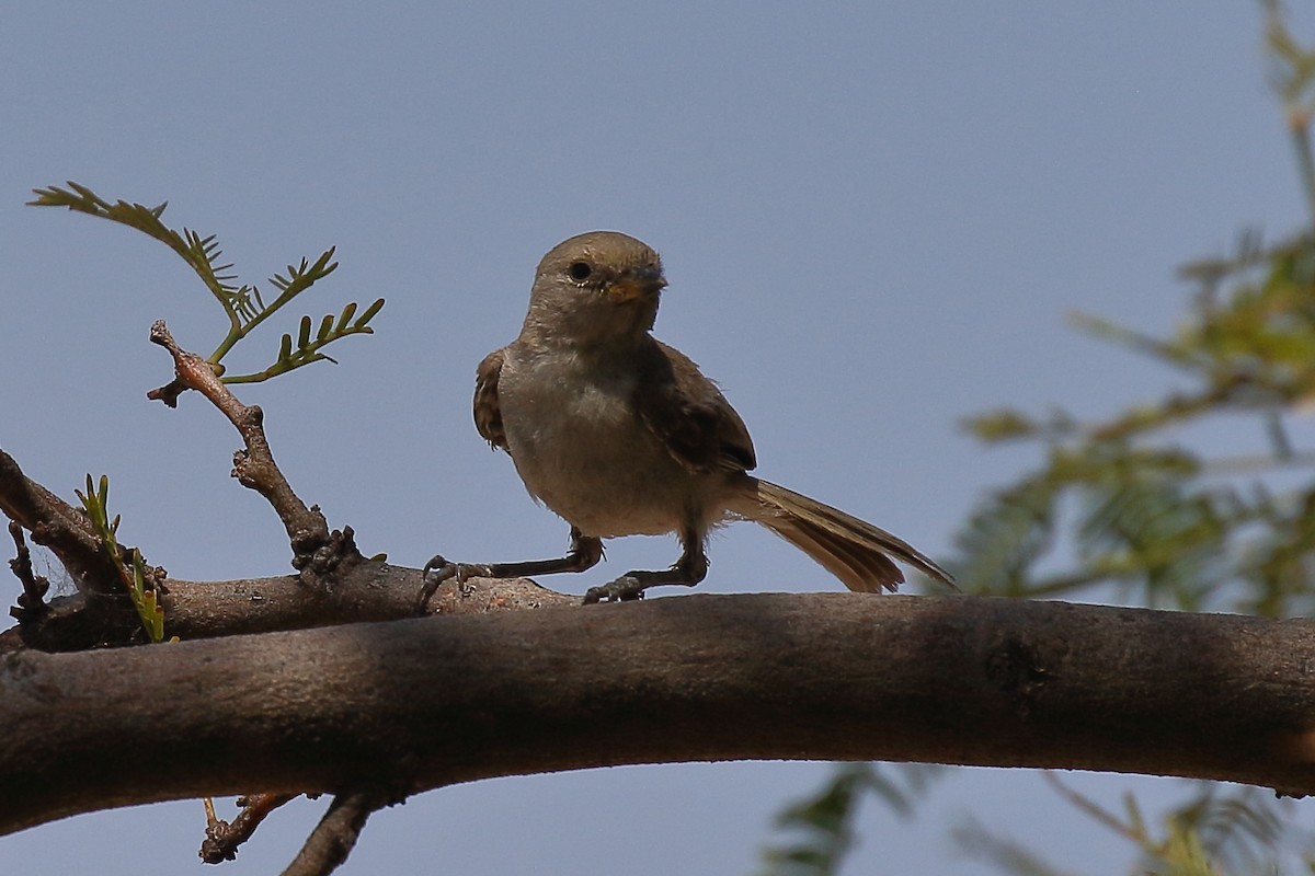 Verdin - ML640501057
