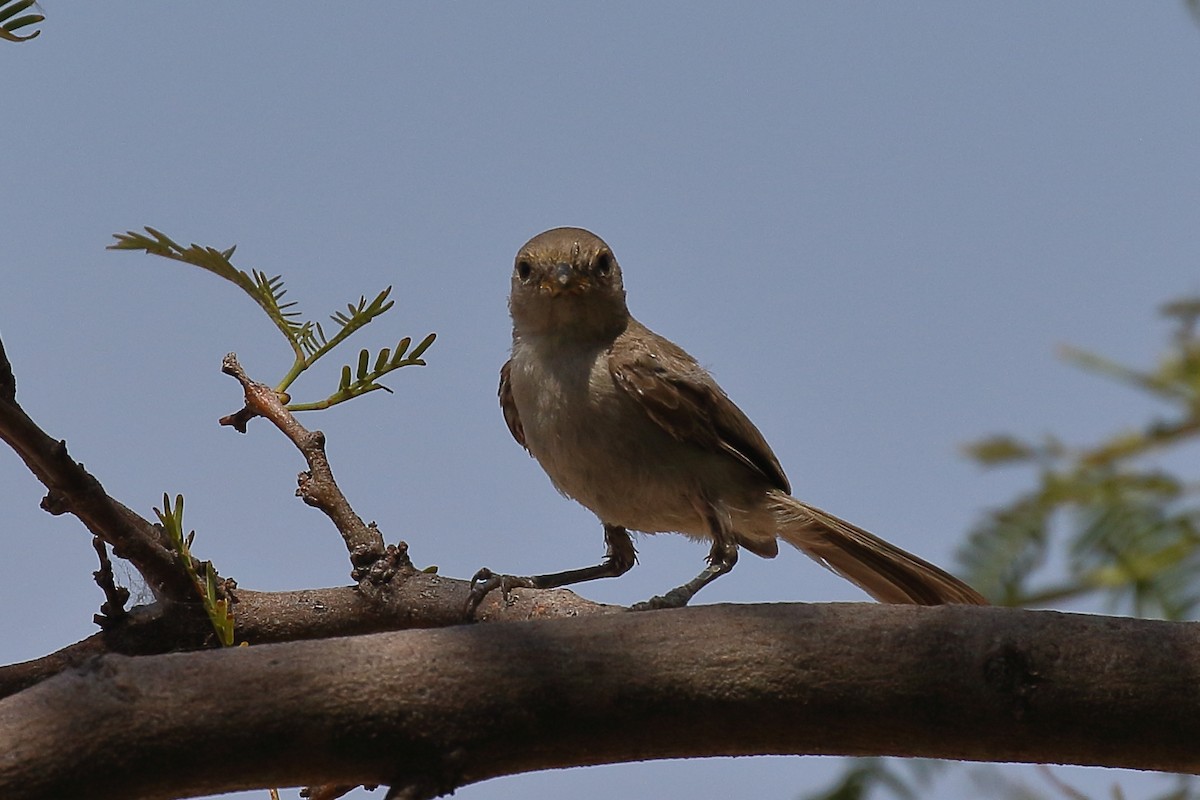 Verdin - ML640501058