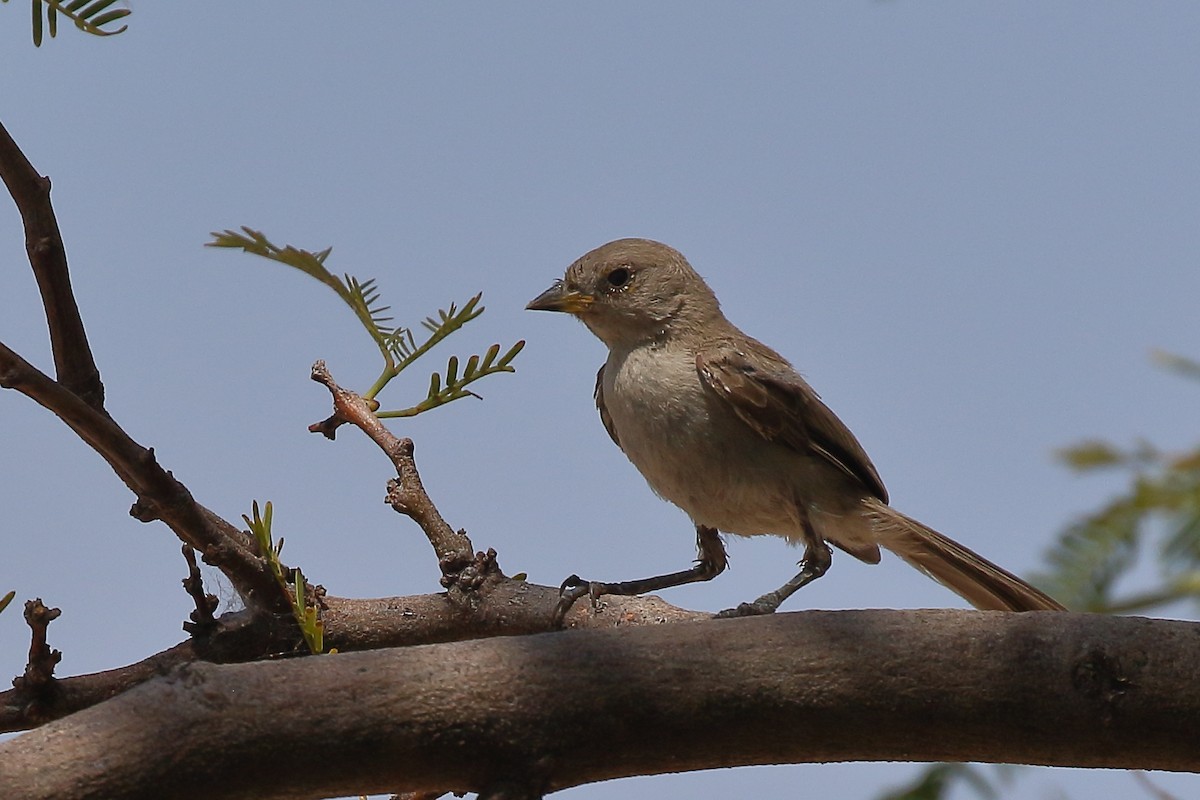 Verdin - ML640501059