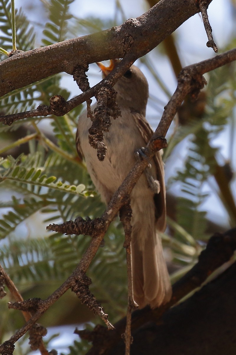 Verdin - ML640501060