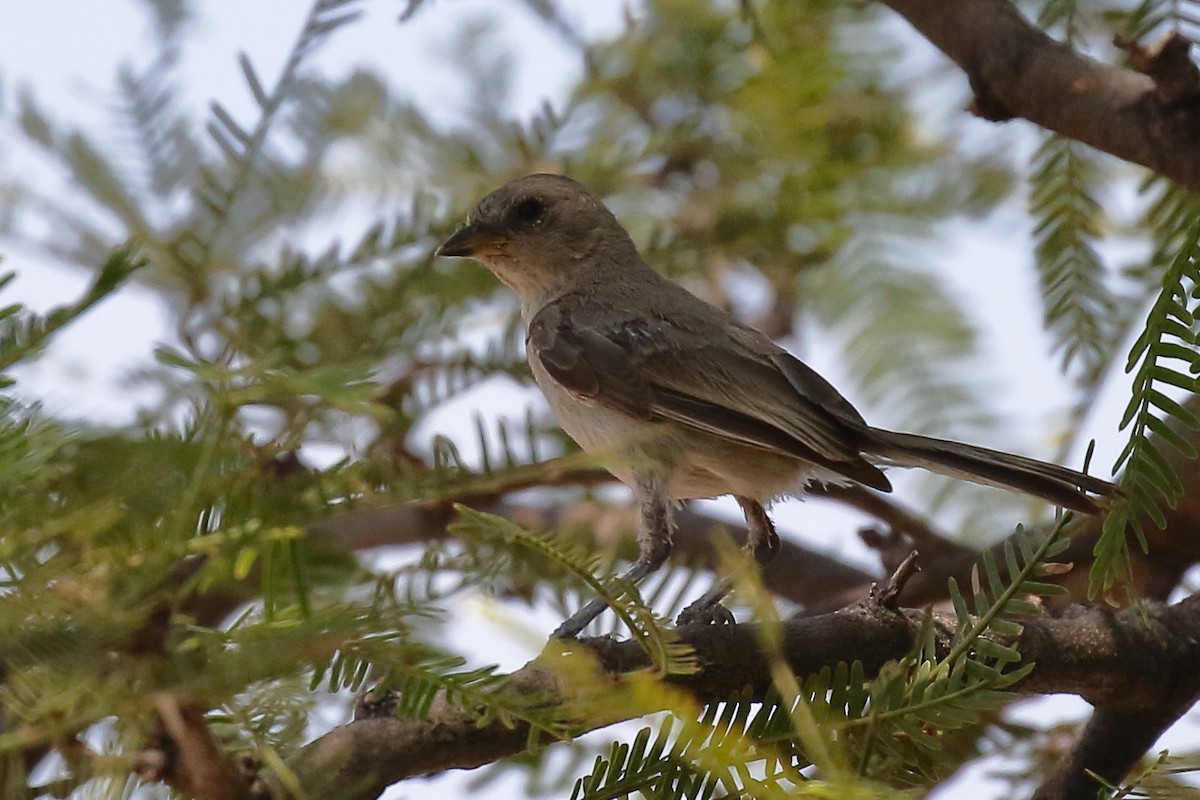 Verdin - ML640501061
