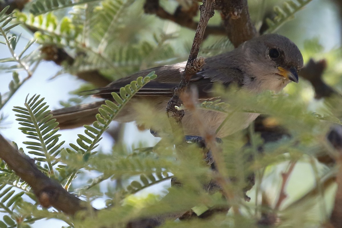 Verdin - ML640501062