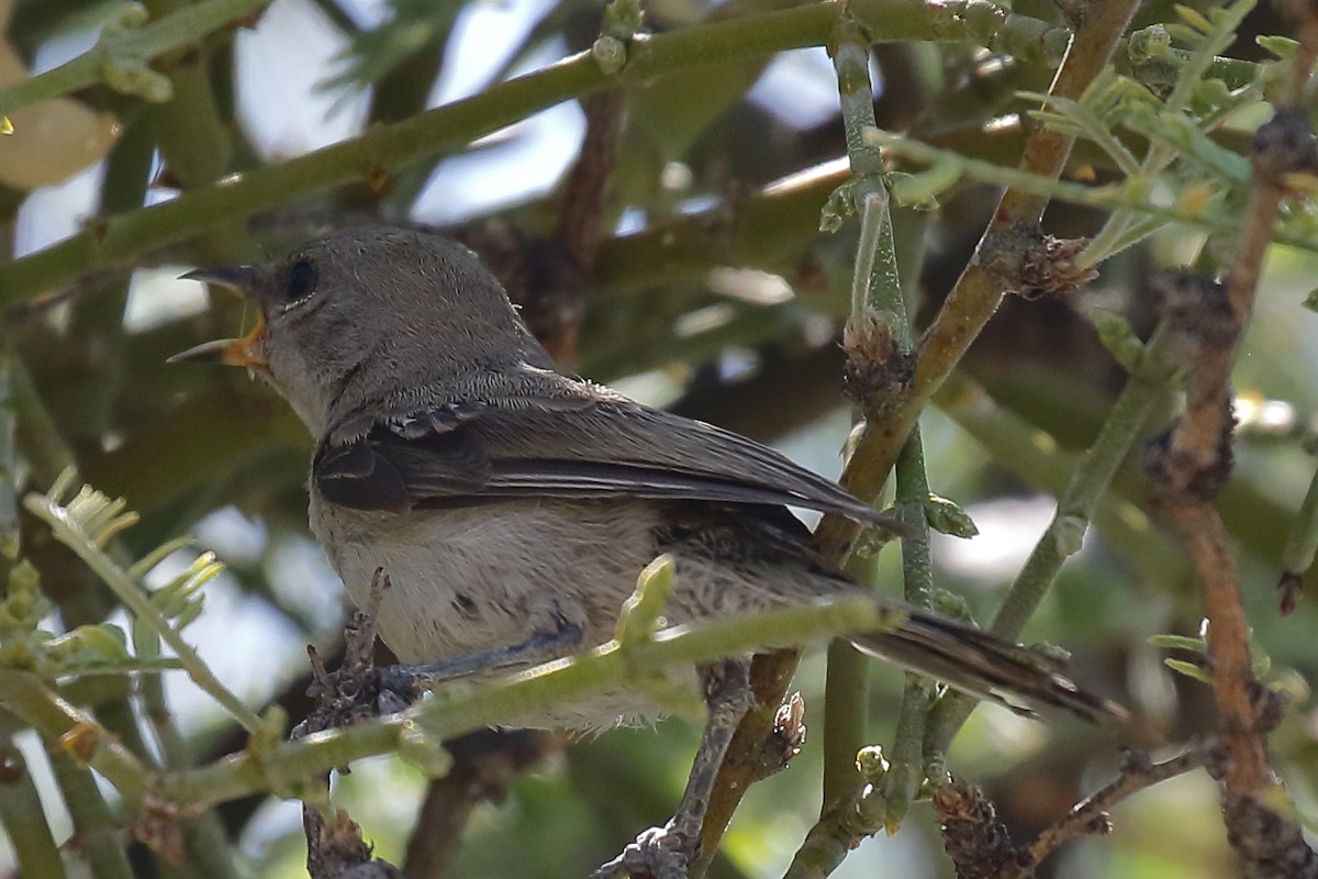 Verdin - ML640501063