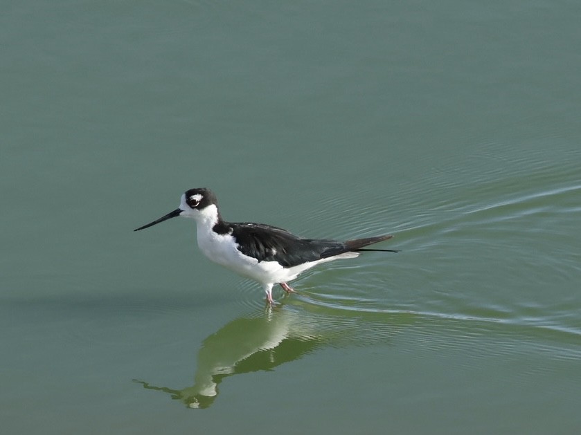 Black-necked Stilt - ML640501064