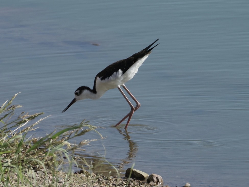 Black-necked Stilt - ML640501065