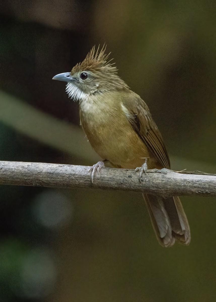 Ochraceous Bulbul - ML640501070