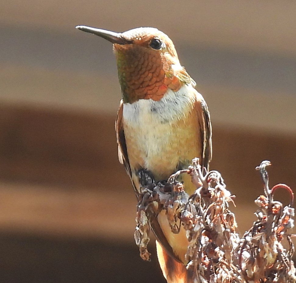 Kızıl Sırtlı Kolibri - ML640501076