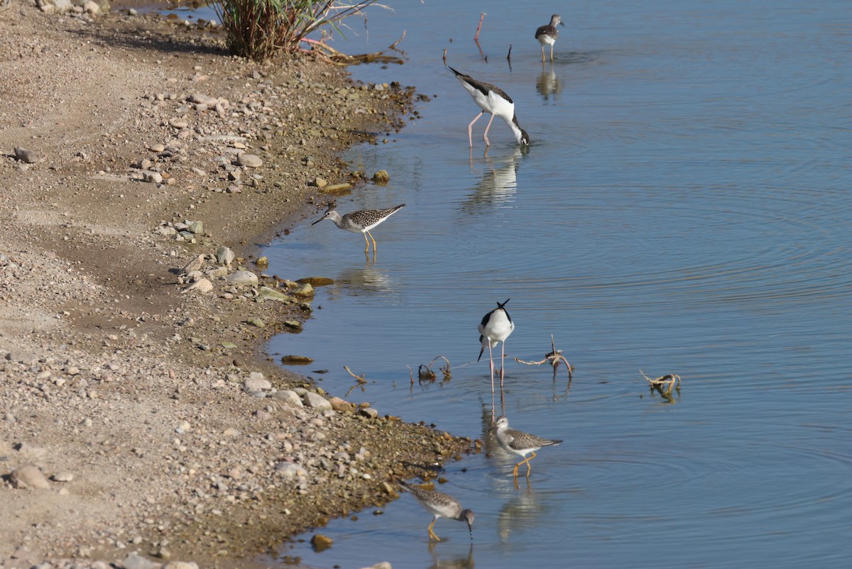 Lesser Yellowlegs - ML640501078