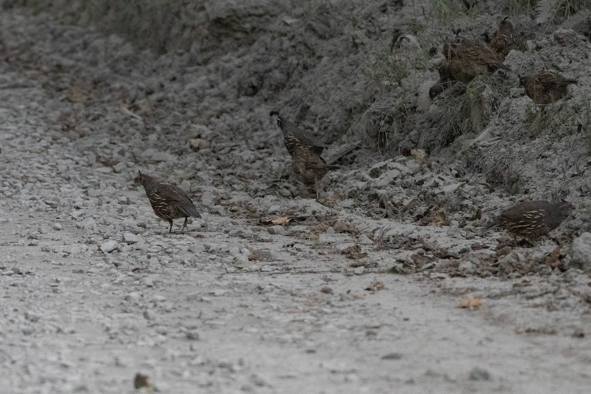 California Quail - ML640501100