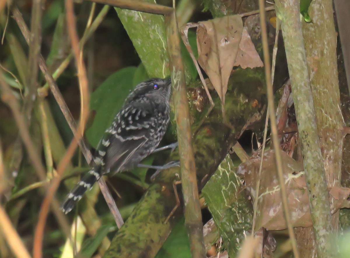 Scaled Antbird - ML640501102