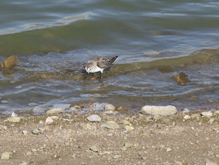 Western Sandpiper - ML640501111