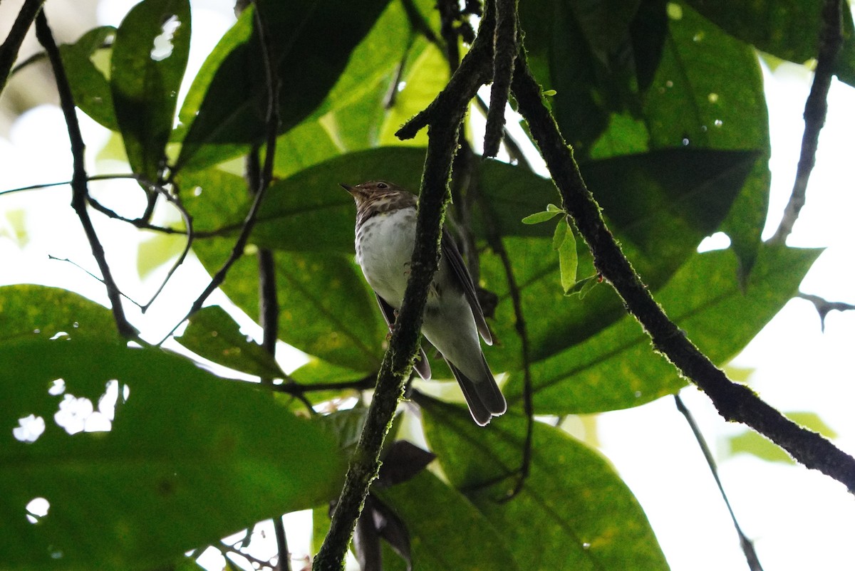 Swainson's Thrush - ML640501114