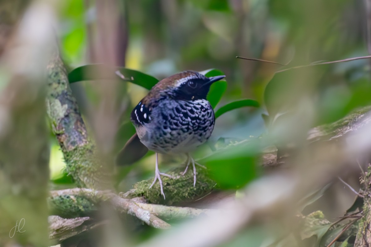 Squamate Antbird - ML640501158