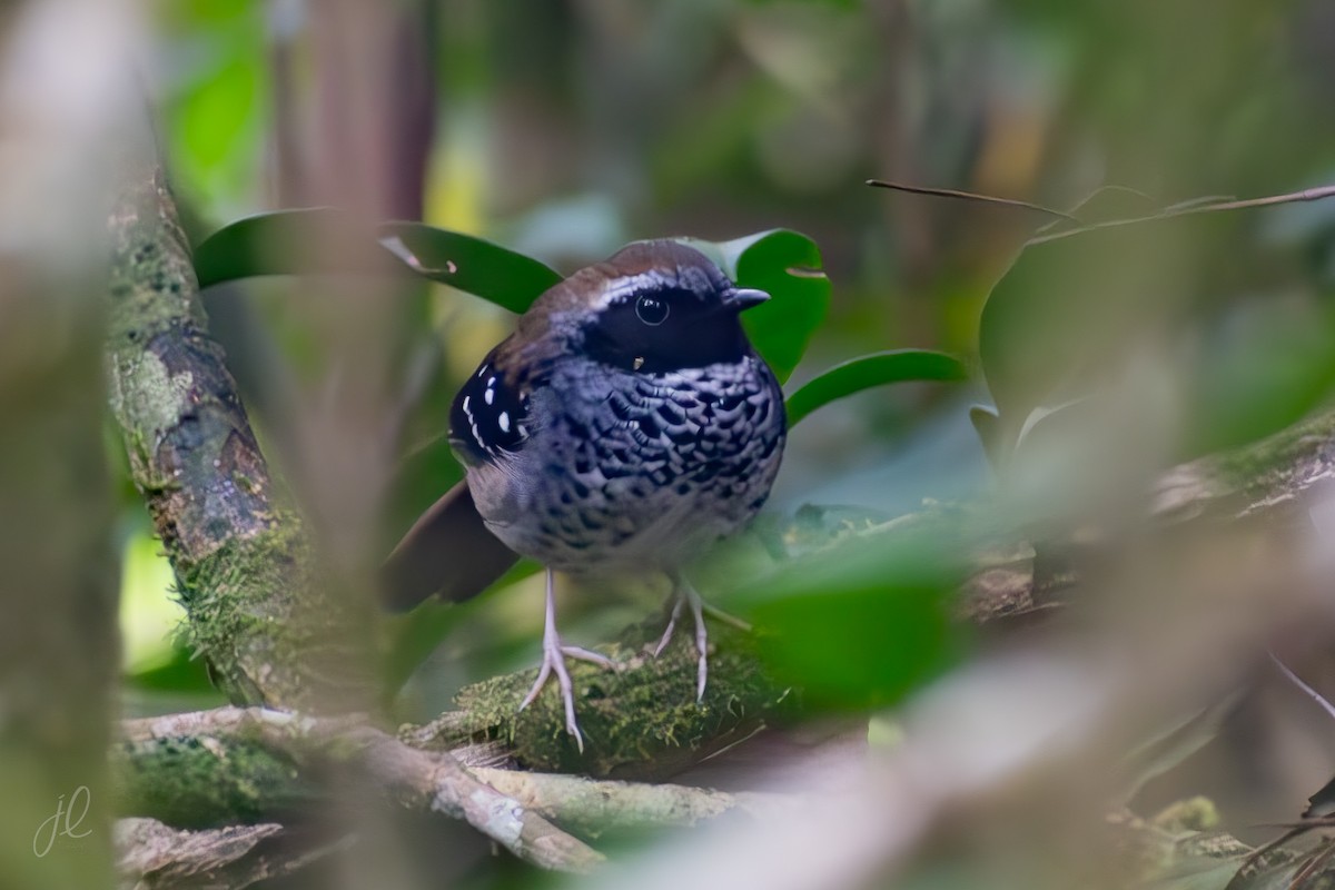 Squamate Antbird - ML640501159