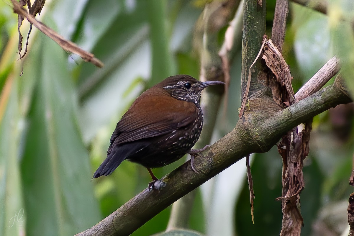 Sharp-tailed Streamcreeper - ML640501167