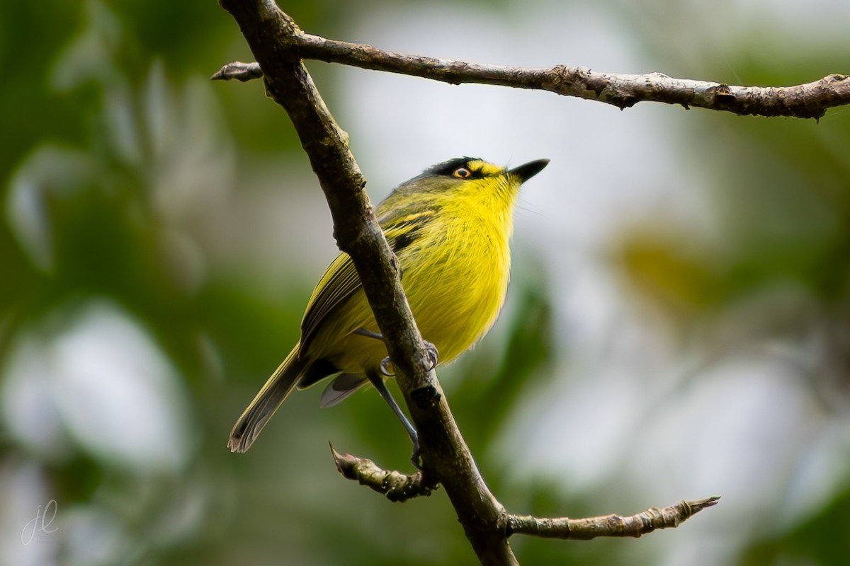 Gray-headed Tody-Flycatcher - ML640501213