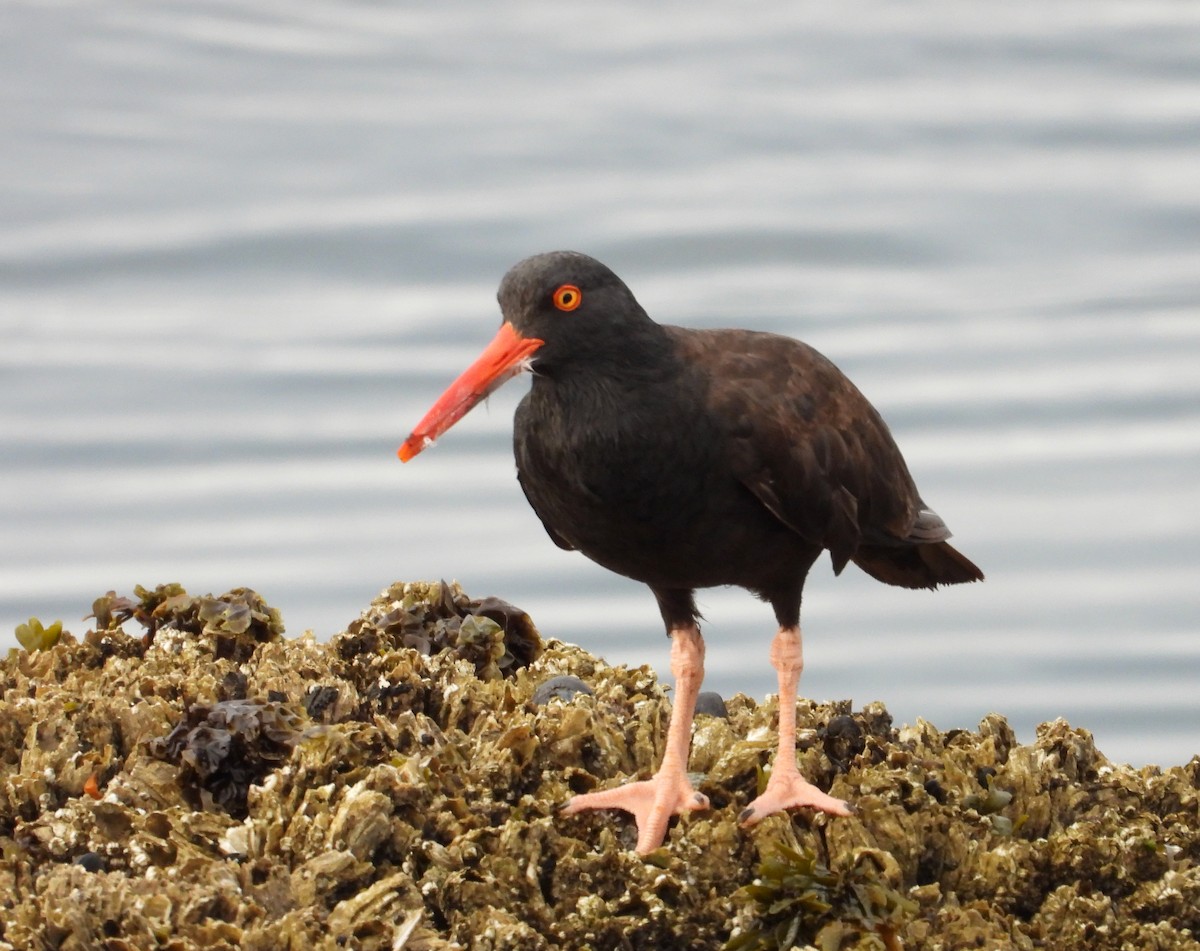 Black Oystercatcher - ML640501228