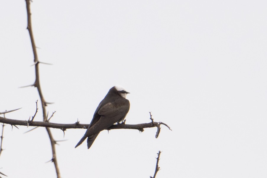 White-headed Sawwing - ML640501244