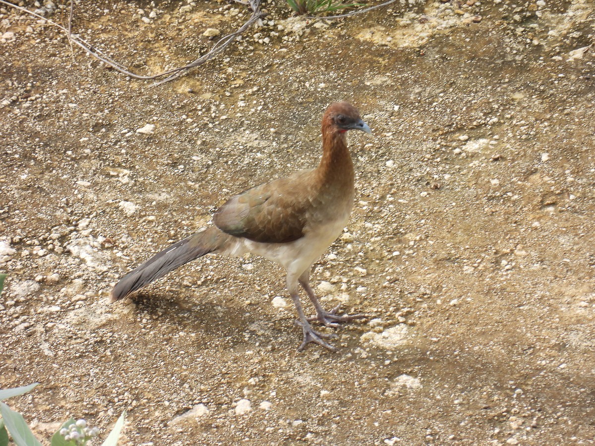 Chachalaca Alirroja - ML640501273