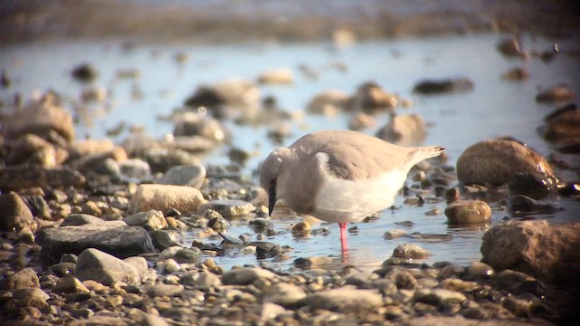 Magellanic Plover - ML640501361