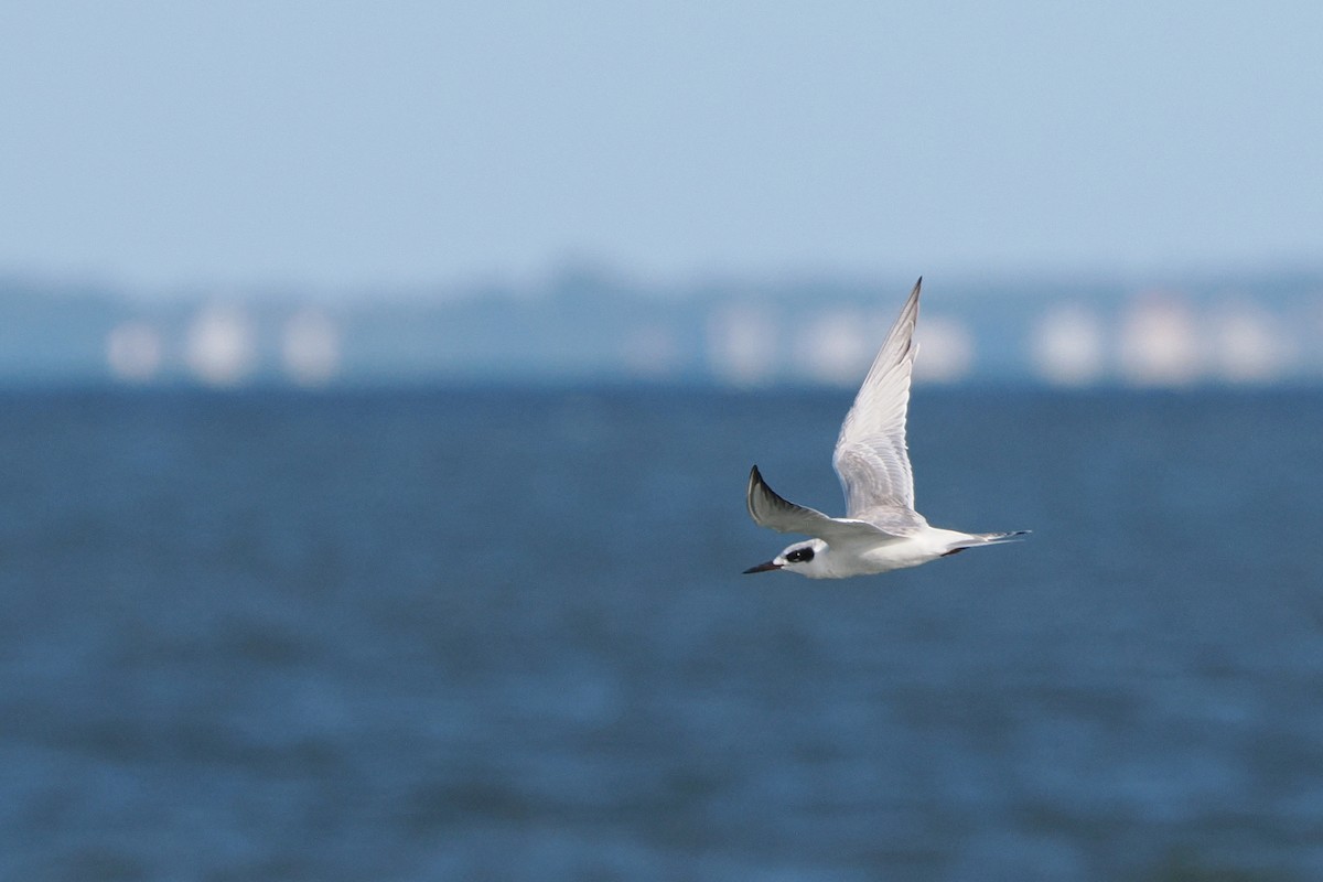 Forster's Tern - ML640501393